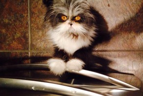 Энергичный и зажигательный бразильский танец Форро