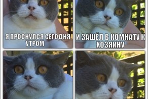 Без кота и жизнь не та!