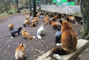 Лисья деревня в Японии