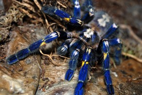 Самый красивый паук в мире