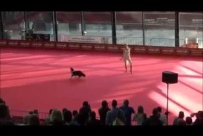 Балет в исполнении девушки и собаки