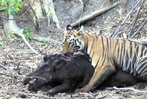 Тигр против кабана