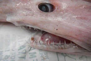 Редкая акула 