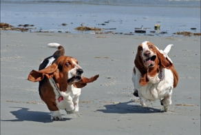 Коты - котами, а собаки не хуже