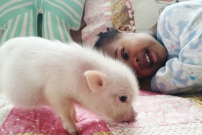 2-летняя девочка дружит с необычным питомцем 