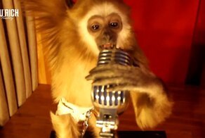 Обезьяны шалят в караоке клубе