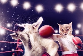 50 поразительных фактов о котиках
