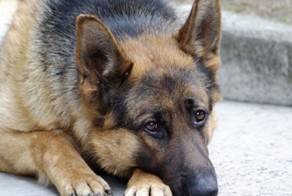 Два года ждала хозяина