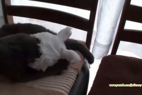 Кот пошел покурить!