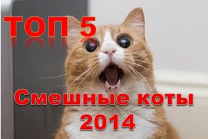 ТОП 5. Смешные коты