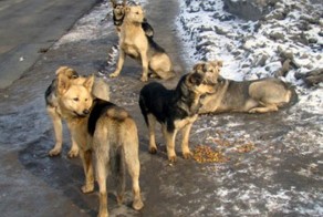 Нормальная компания