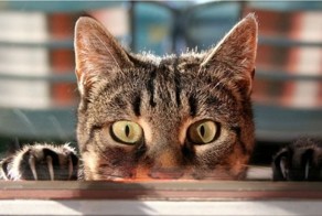 Стих про вредного кота