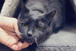 Про старого кота с человеческим взглядом