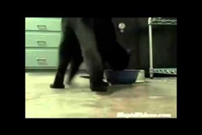 Кот Ирландец