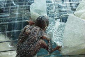 Спасение стрижонка