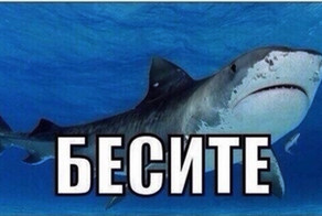 В Калининградский зоопарк вернули нервную акулу