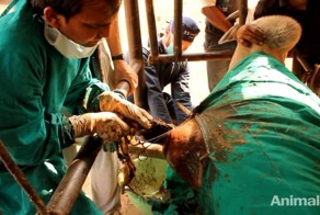 Ветеринары спасли бездомного быка