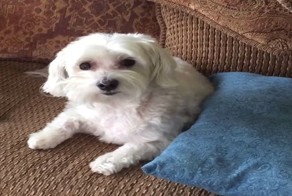 Как найти провинившуюся собаку