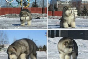 17 очаровательных щенков, похожих на плюшевых мишек
