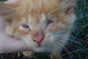 Брала на передержку, но отдать не смогла-влюбилась