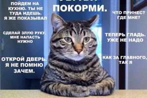 Вся суть наших любимых котов в одной картинке