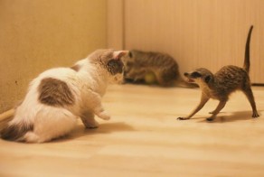 Сурикаты в роли домашних животных