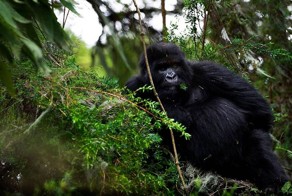 Горные гориллы - удивительные гиганты, исчезающие с лица земли