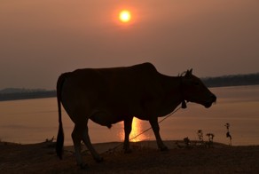 Девять коров и я ваша навеки