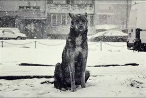 Плакали собаки на руинах