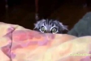 Кот лает как собака