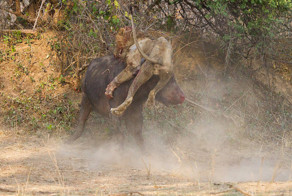 Кровавая схватка льва и буйвола