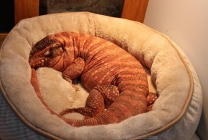 22 животных, о которых вы не знали