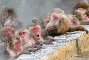 Невероятно красивые животные со всего мира