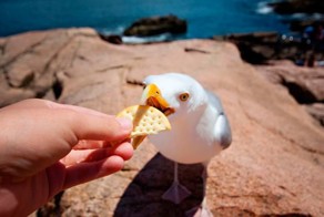 Смешной фотоприкол