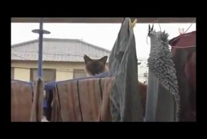 Видео ТОП 5. Смешные падение кошек