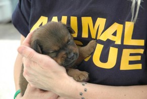 Животные приходят на помощь