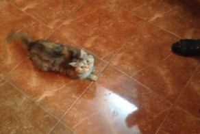 Что оливки творят с котом