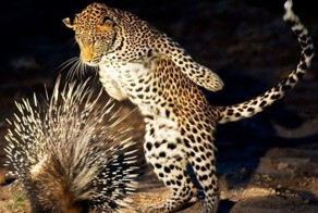 Смешная фотогалерея