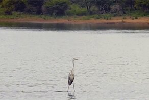 Верхом на бегемоте