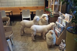 Кафе с овцами