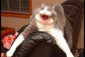 Кошка боится цветочных букетов