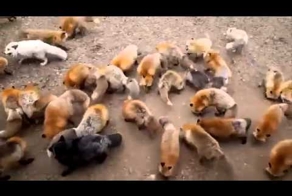 Питомник для лисиц