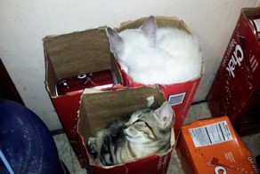 Фотоприкол