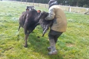 Забрать теленка у коровы не так-то просто
