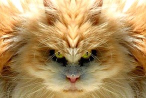 Как отучить кота мешать спать