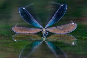 Смешные рисунки