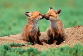 Смешные рисунки