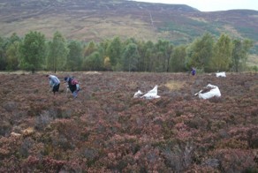 Украшения из вереска
