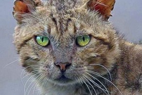 Боевые коты