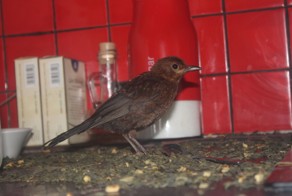 Подобрали 14-дневного дрозда